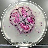 D. radiodurans in an agar plate