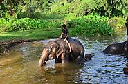 Elephant World – Kanchanaburi