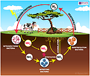 Adopted environmnent: Soil