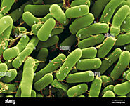 Picture for Rhizobium leguminosarum
