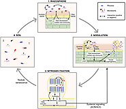 Frontiers | The role of microbial interactions on rhizobial fitness