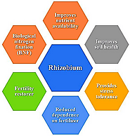 Rhizobium as Biotechnological Tools for Green Solutions: An Environment-Friendly Approach for Sustainable Crop Produc...