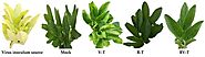 Protective Activity of Rhizobium leguminosarum bv. viciae Strain 33504-Mat209 against Alfalfa Mosaic Virus Infection ...