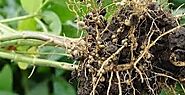 Where Rhizobia Call Home