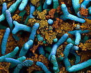 Meet Rhizobium leguminosarum: The Nitrogen-Fixing Superstar