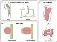 What Makes Rhizobia Tick?