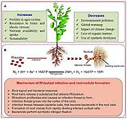 The Unsung Heroes of Soil Health