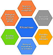 Harnessing the Power of Rhizobia for Sustainable Agriculture