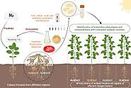 Protecting Rhizobia for Future Generations