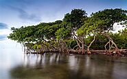Mangrove Ecosystems: Cradles of Biodiversity