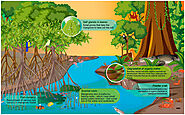 Challenges & Conservation Efforts 🌍⚠️