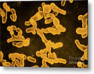 Scanning electron micrograph of Rhizobium leguminosarum