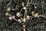 Root nodules of a leguminous plant formed through symbiosis with Rhizobium leguminosarum.