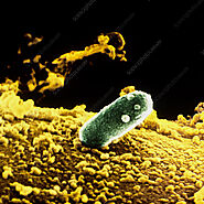 Rhizobium leguminosarum