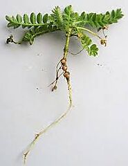 Root nodules extracted from it's natural environment