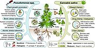 ENVIRONMENT SIGNIFICAT OF PSEUDOMONAS PUTIDA