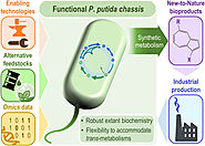 Pseudomonas putida Industrial and biotechnological applications (e.g., biofertilizers, bioplastics, biofuels)