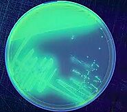 Pseudomonas putida as a potential biocontrol agent against Salmonella Java biofilm formation in the drinking water sy...