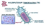 d. Bacterial Characteristics