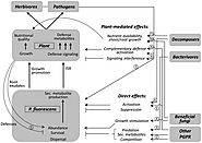 Frontiers | Getting the ecology into interactions between plants and the plant growth-promoting bacterium Pseudomonas...