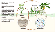 Initiatives for biodiversity conservation and utilization in crop protection: A strategy for sustainable crop product...