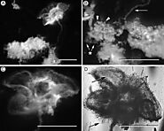 Characterization of structures in biofilms formed by a Pseudomonas fluorescens isolated from soil | BMC Microbiology ...