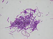 Gram positive, rod- shaped Bacillus thuringiensis (Bt)
