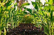 Agricultural Soil: Where Bacteria Meet Our Food Supply