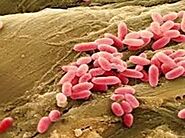 scientific name and classification of Pseudomonas putida