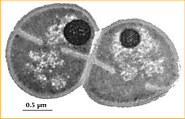 ENVIRONMENTALLY SIGNIFICANT BACTERIA
