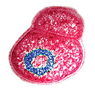 YOU WANT TO FIND OUT ABOUT THE BACTERIAL CHARACTERISTICS OF MY BACTERIUM???