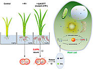 ECOLOGICAL ROLE & IMPORTANCE