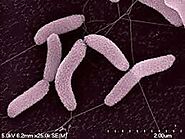 Bacterial characteristics.