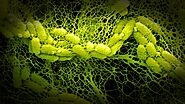 Environmentally Significant Bacterium