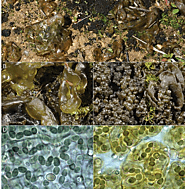 Figure 1: showing Nostoc sphaeroides found on the environment