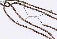 Website at http://www.biomed.cas.cz/mbu/folia/