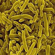 Meet Pseudomonas putida