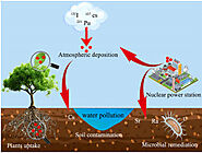 Ecological Role of Deinococcus radiodurans