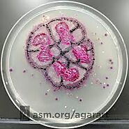 ENVIRONMENT OF Deinococcus radiodurans