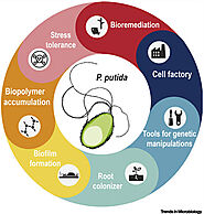 Ecological role and importance