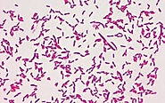 Gram-negative Pseudomonas putida