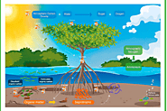 Role in Mangrove Ecosystems