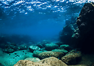 Habitat associated with this bacterium -Marine/Ocean Habitat