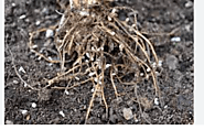 Rhizobium - Beneficial Microbe