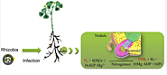 Rhizobia and their bio-partners as novel drivers for functional remediation in contaminated soils