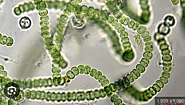 Bacterial diversity of the bacterium