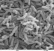 Vibrio Cholerae- An Overview