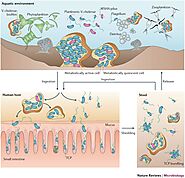 vibrio cholerae industrial and biotechnological applications (e.g., biofertilizers, bioplastics, biofuels)