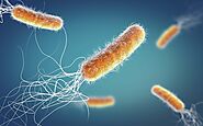 This is a clear diagram showing the Pseudomona aeruginosa
