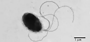 A microscopic image of Pseudomonas putida